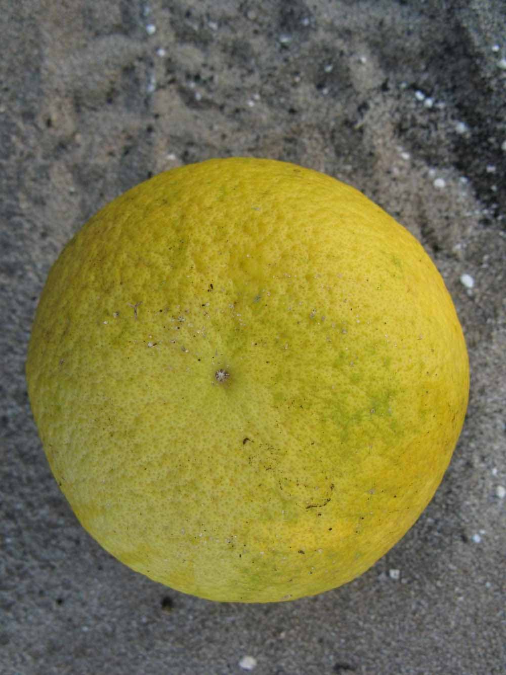              Fruit (Winter Haven, FL)       